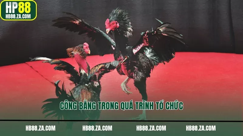 Công bằng trong quá trình tổ chức