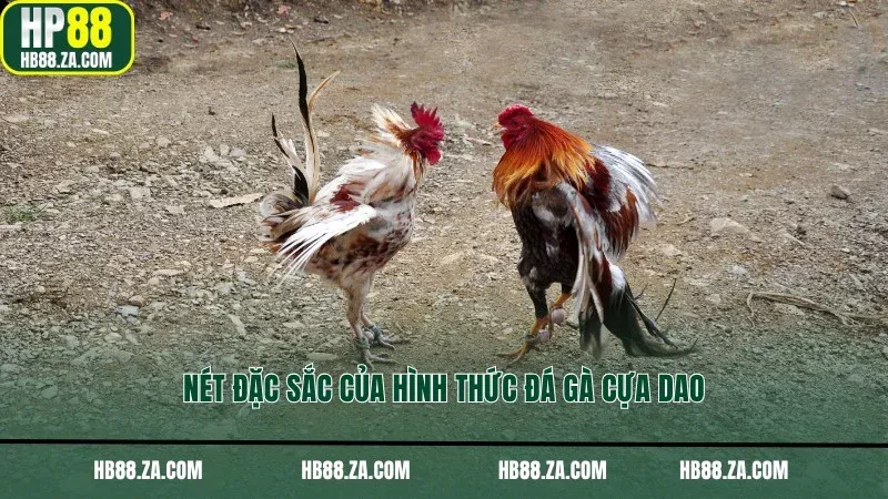 Nét đặc sắc của hình thức đá gà cựa dao