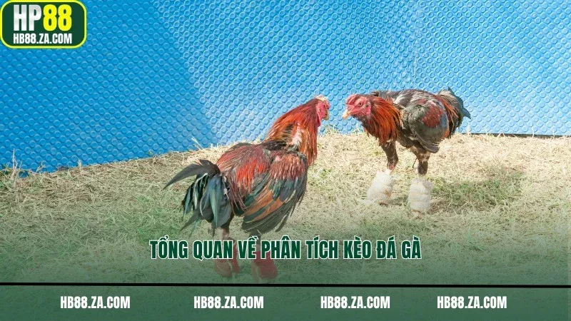 Tổng quan về phân tích kèo đá gà